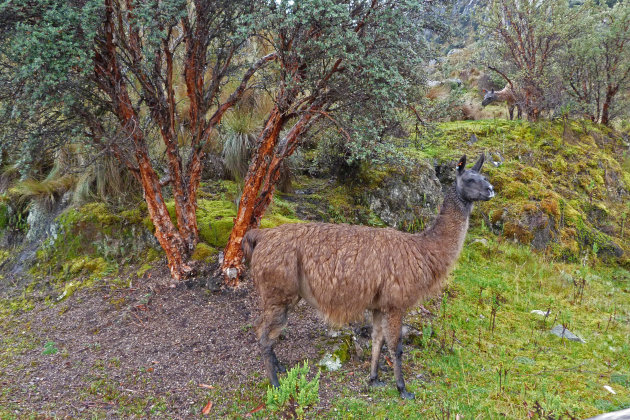  lama in  Las Cajas Nacional Parque