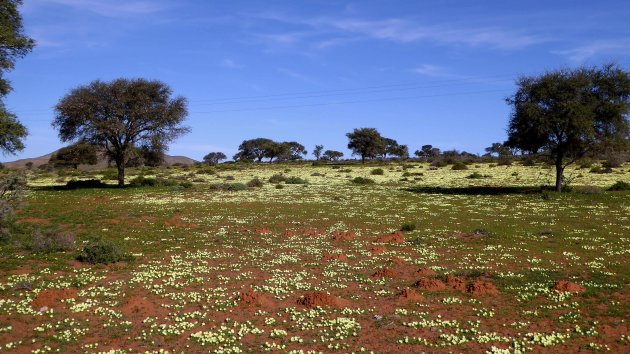 gele bloemenzee