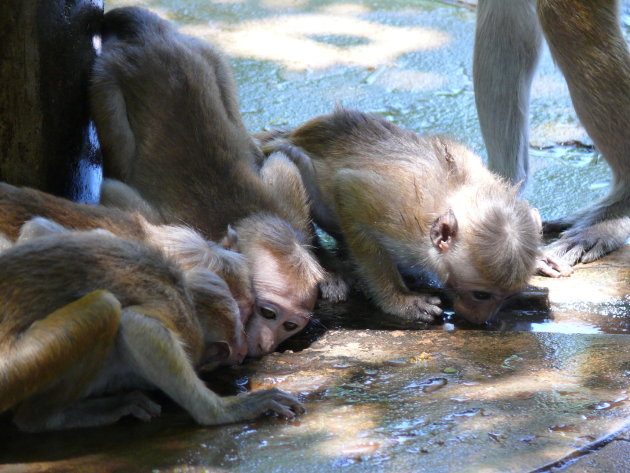 Apen Polonnaruwa