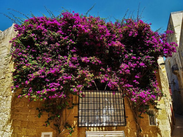 Fleurig plekje in Mdina