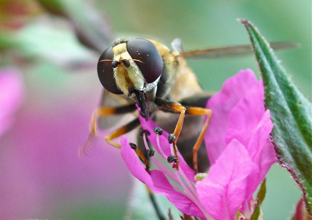 Klein zweefvliegje op een rose bloem