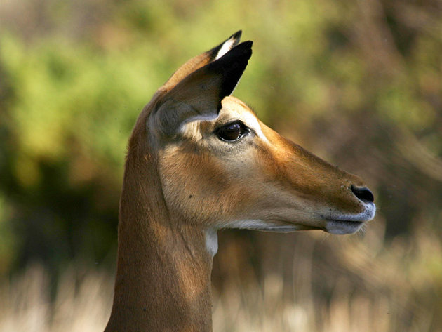 Impala