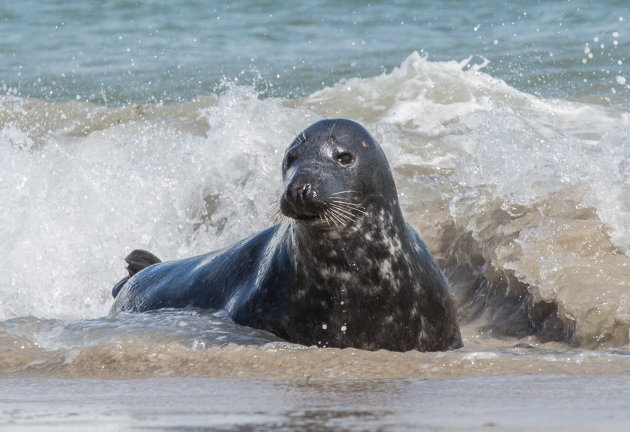 Zwemmen in de zee