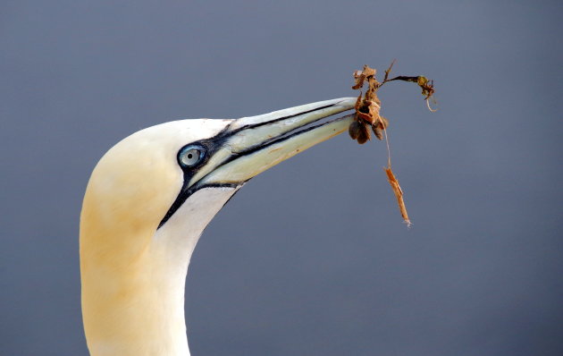 Nesteldrang op de vogelrots