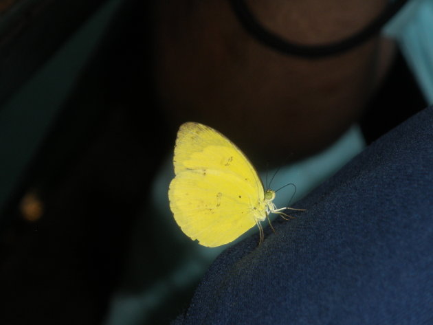 Beautiful butter-coloured butterfly in Borneo