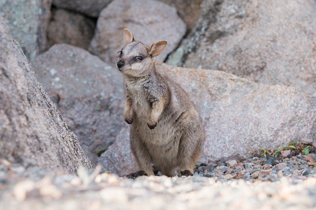 Rock Wallabie