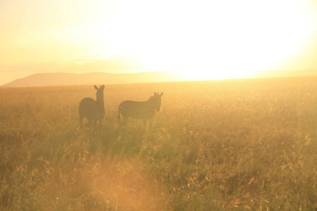 Sunset zebra's