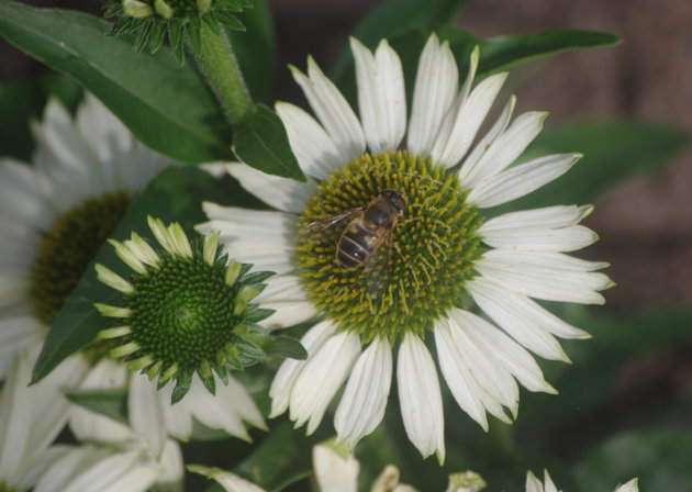 Ecchinacea