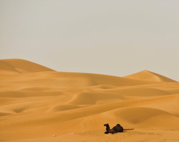 Dromedaris in het zand