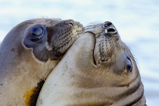 Spelende jonge seals