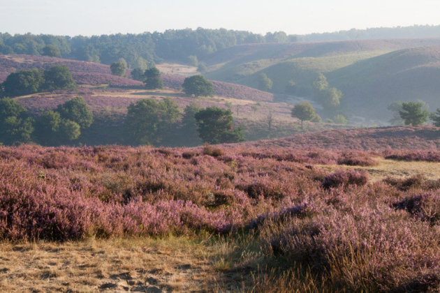 Heide landschap