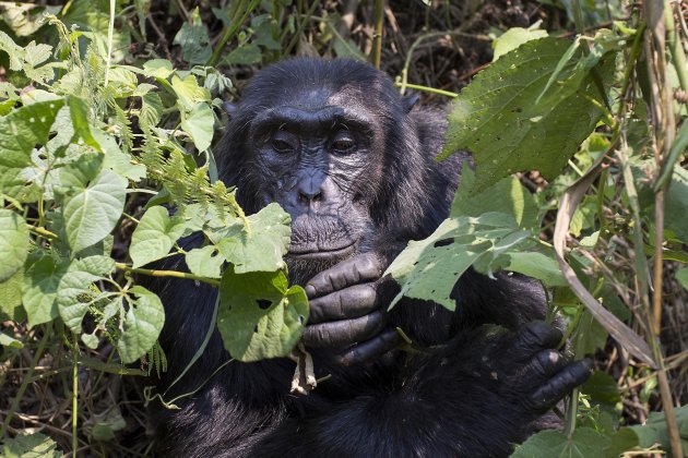 Bezoek onze naaste verwant, de chimpansee