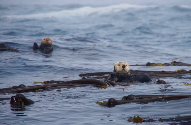 De familie zeeotter