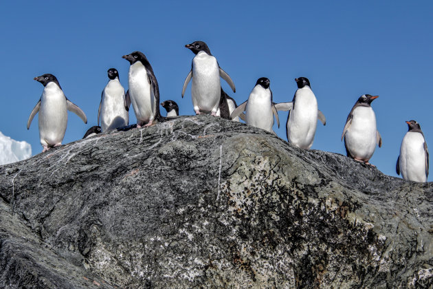 Adélie en Gentoo