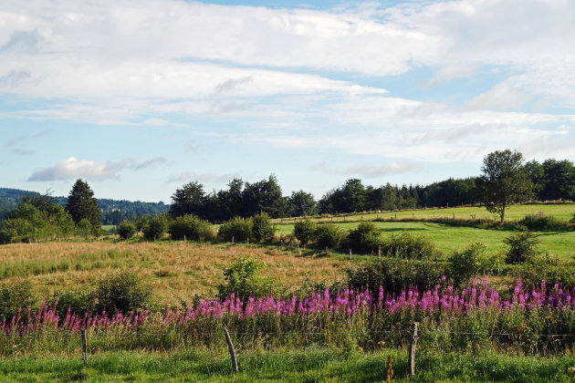 Zomer in de Eifel