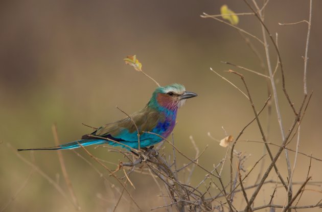 Lilac Breasted Roller 2