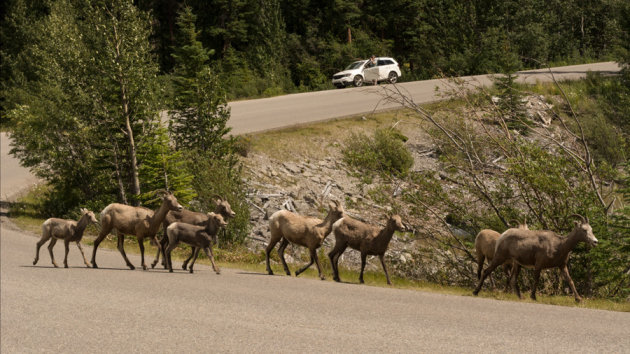 Overstekend wild op Maligne Road