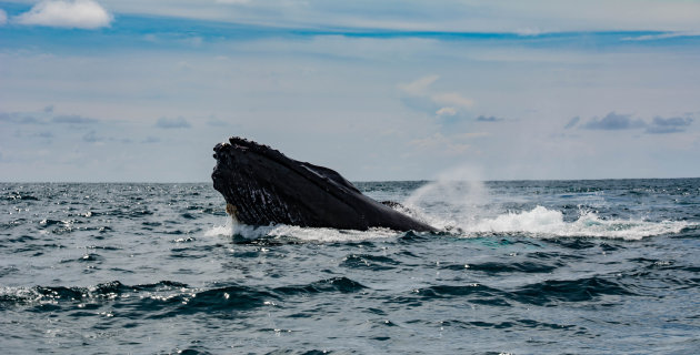 Humpback Whale