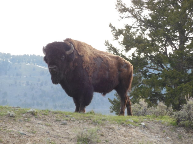 Stoere bison in Yellowstone