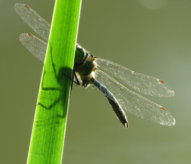 Geen Margriet maar Libelle