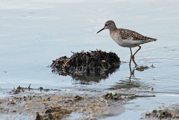 Wood Sandpiper