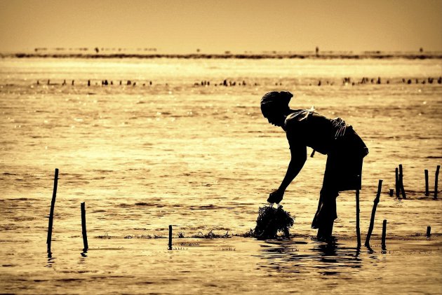 Zeewierplukster op Zanzibar