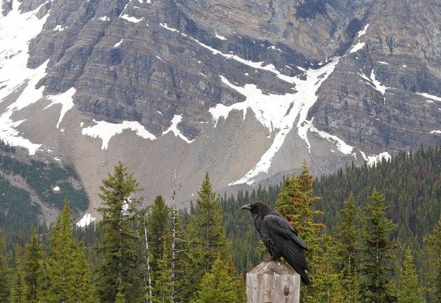 Banff NP