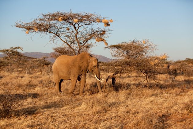 Olifant bij de acacia’s