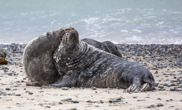 Stoeiende zeehonden