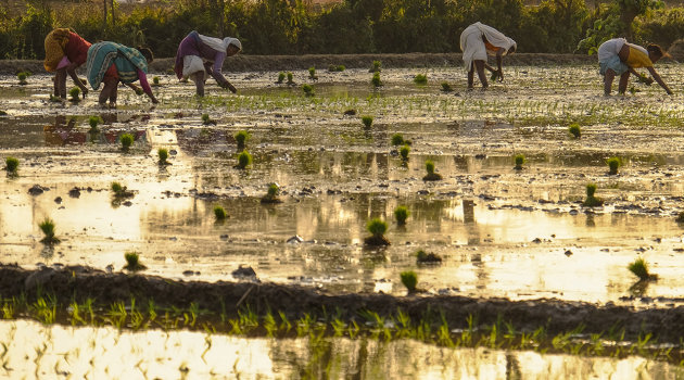 Rijst planten