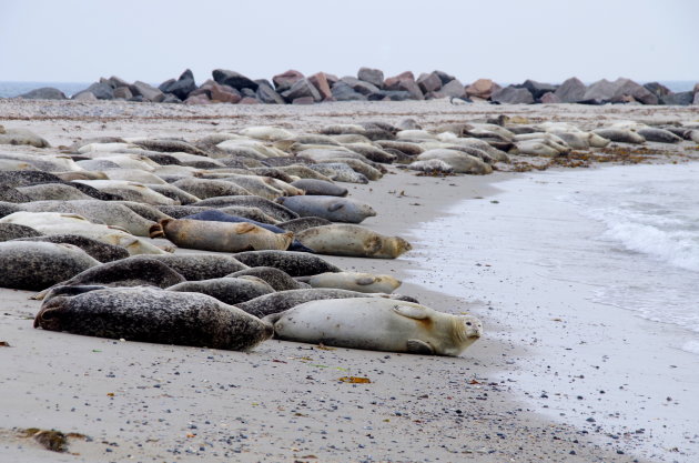 Zeehonden tellen op Düne