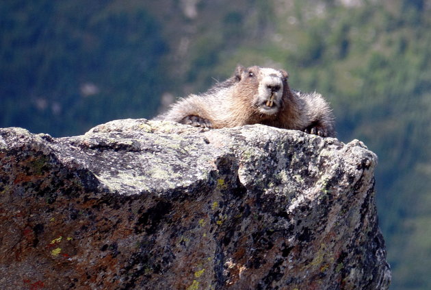 Hoary marmot