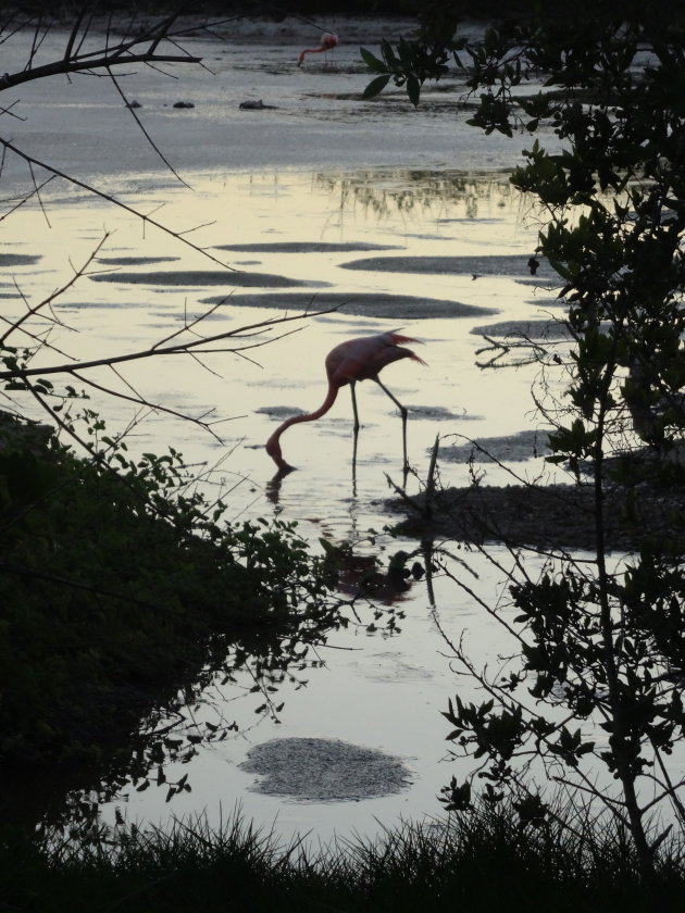 Flamingo in de schemering