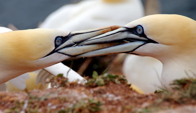 Van Jan tot Jan op Helgoland