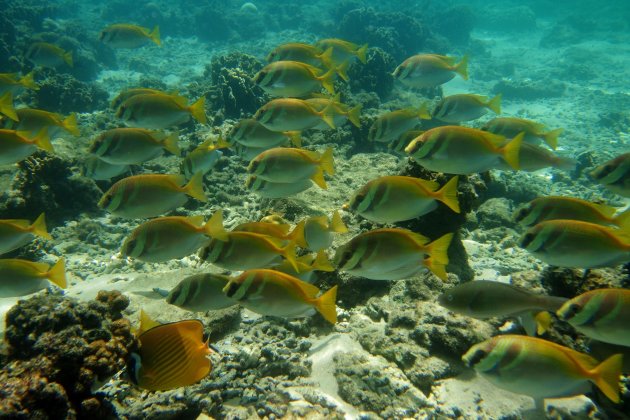 Doublebar Rabbitfish