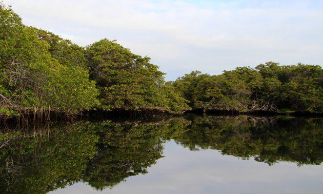 Mangrove in de Caleta Tortuga Negra Santa Cruz