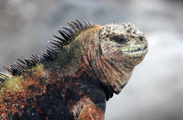 Zeeleguaan op de Galapagos