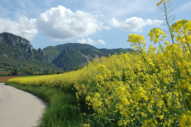 geel veld