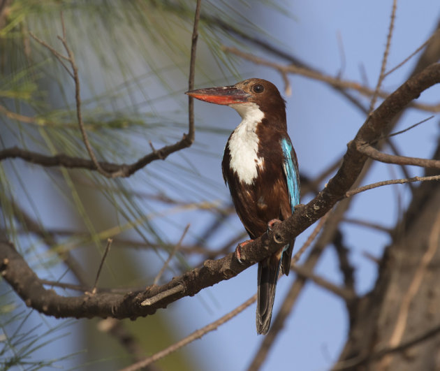 Smyrna Ijsvogel