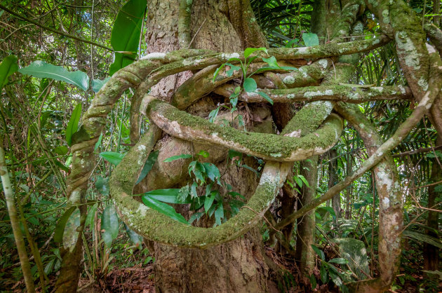 Jungle in de knoop