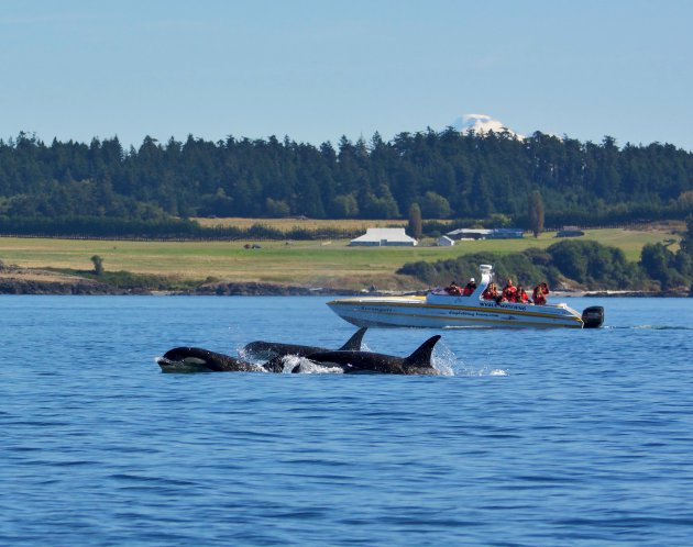 Whale Whatchers en Orca's 