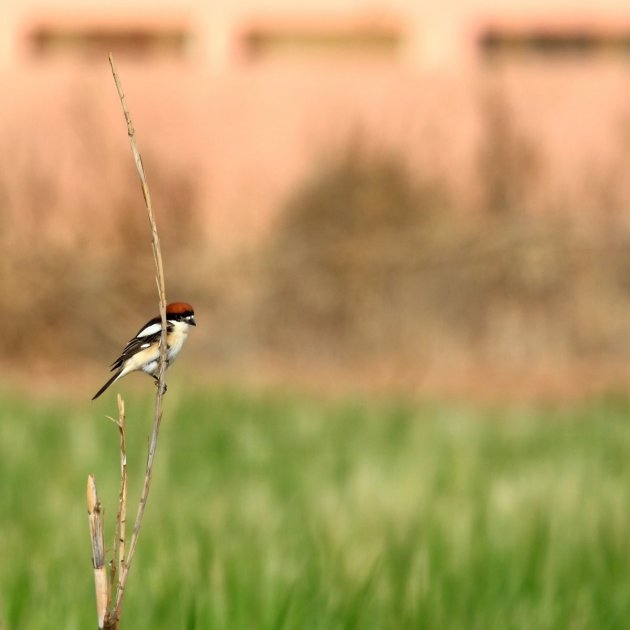 Vogels kijken in Marokko