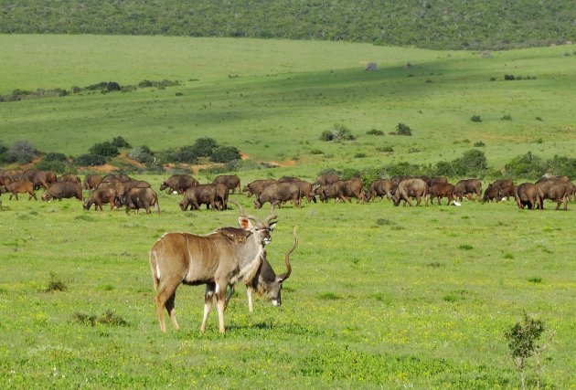 Kudu's in Addo.