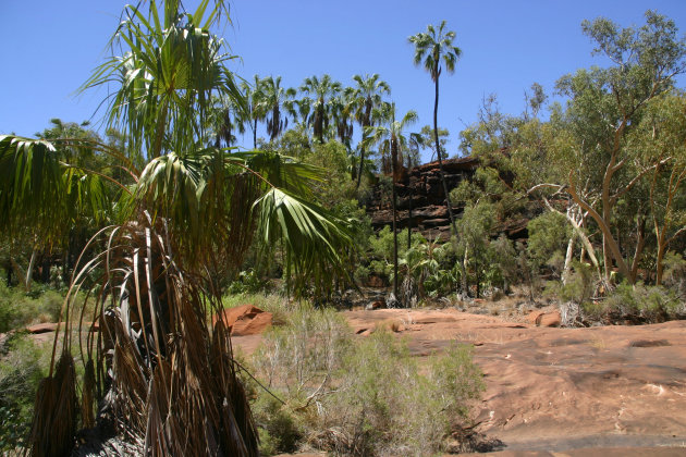 Palm Valley