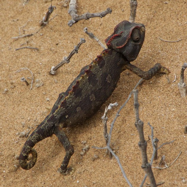 Kameleon in de woestijn 