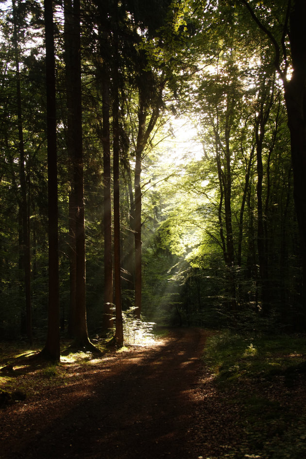 Zonnestralen in het bos