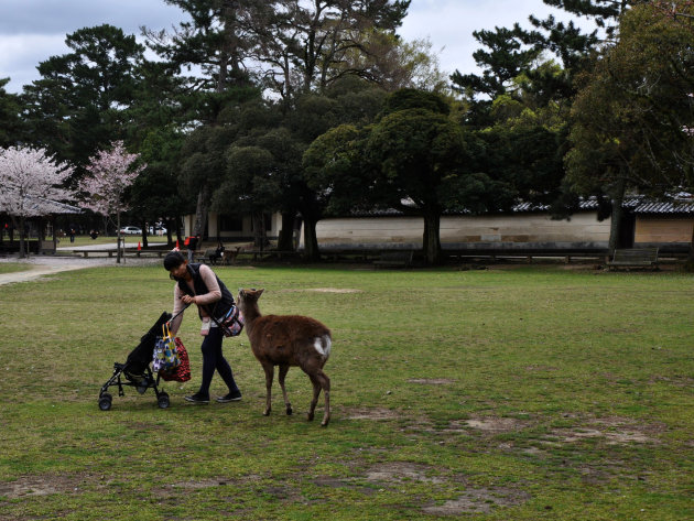 Nara Park