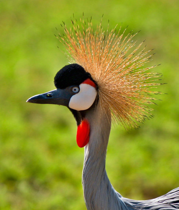 Kroonkraanvogel