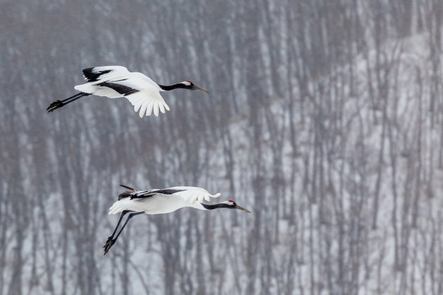 Landing van twee Japanse kraanvogels