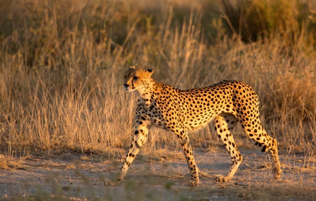 Wandelende Cheetah